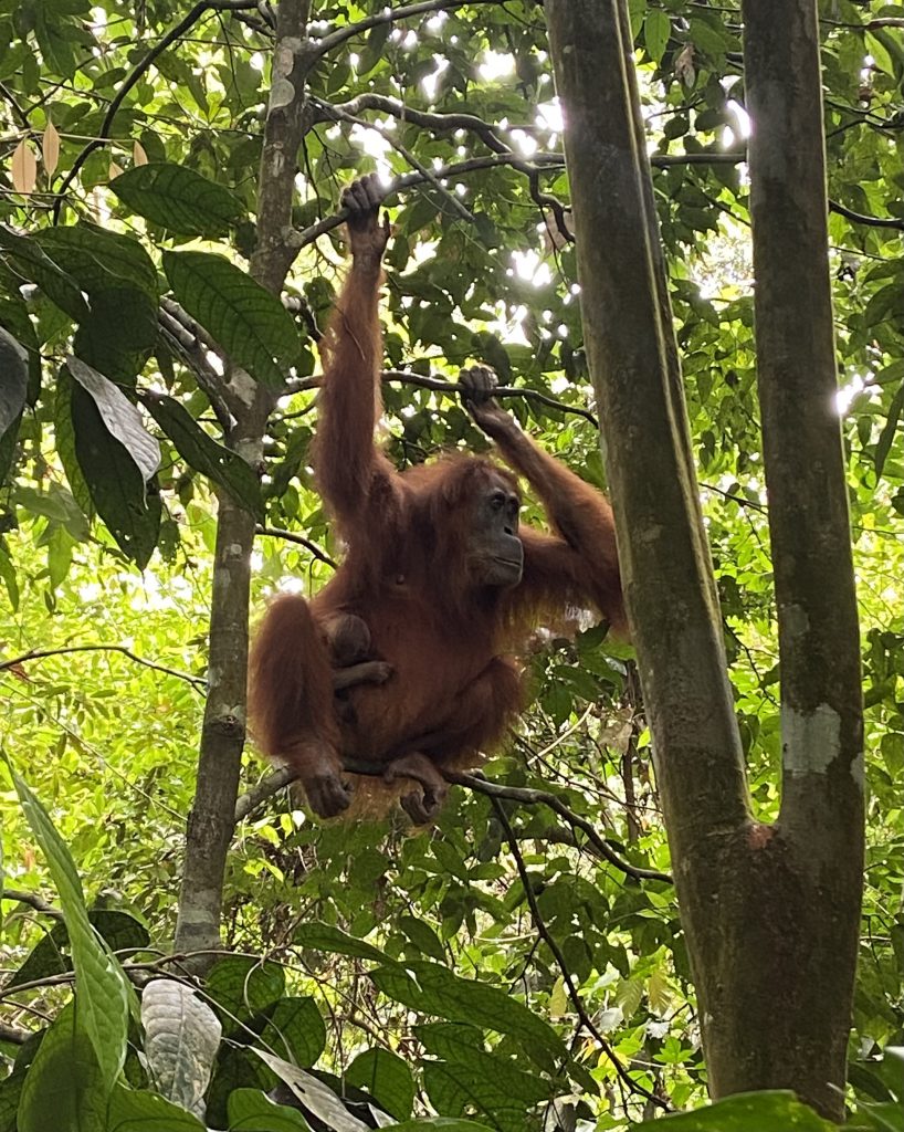 Sumatra aap