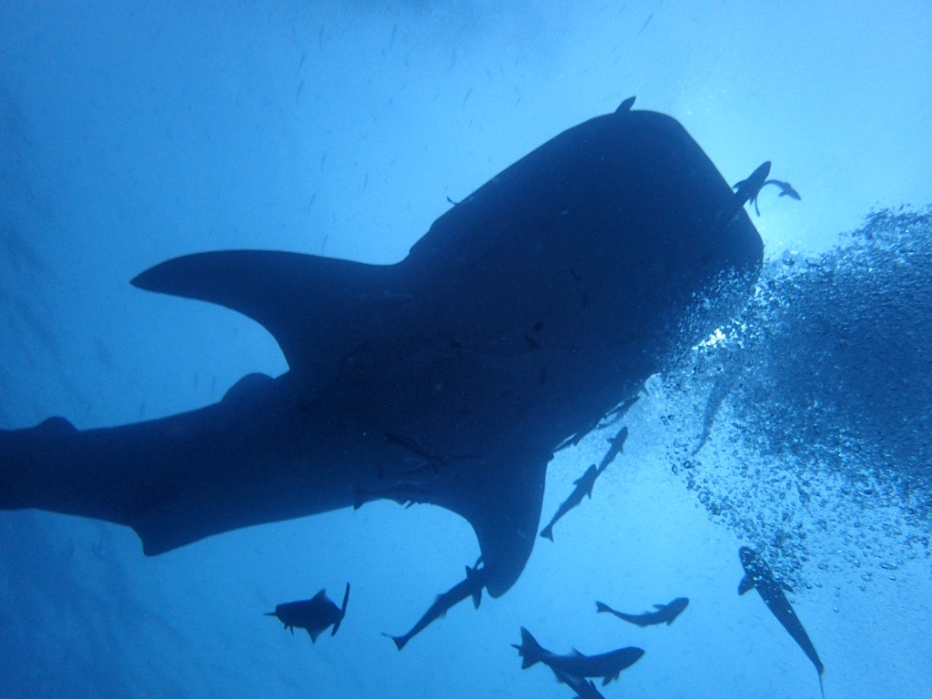 Walvishaai snorkelen op Koh Lipe Thailand