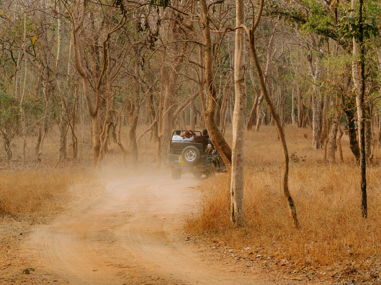 rondreis india pench national park hoogtepunt jungle safari