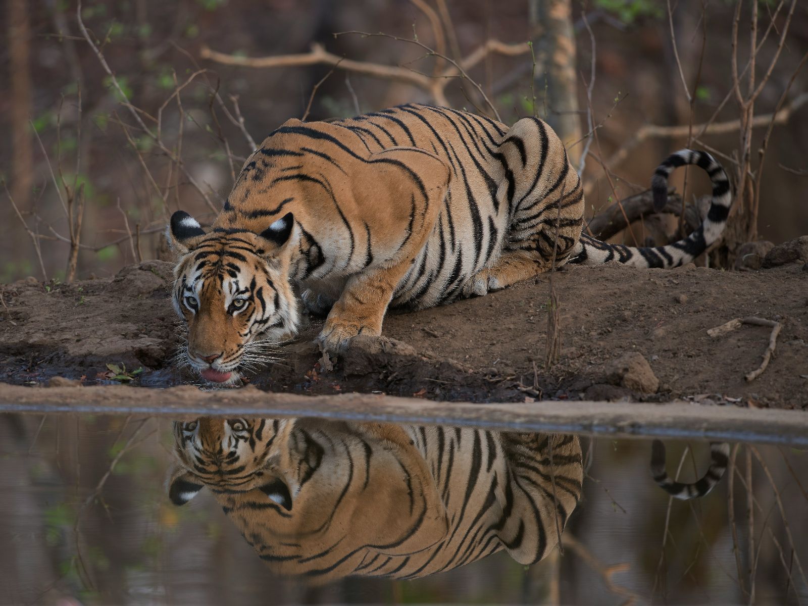 rondreis india pench national park hoogtepunt tijger
