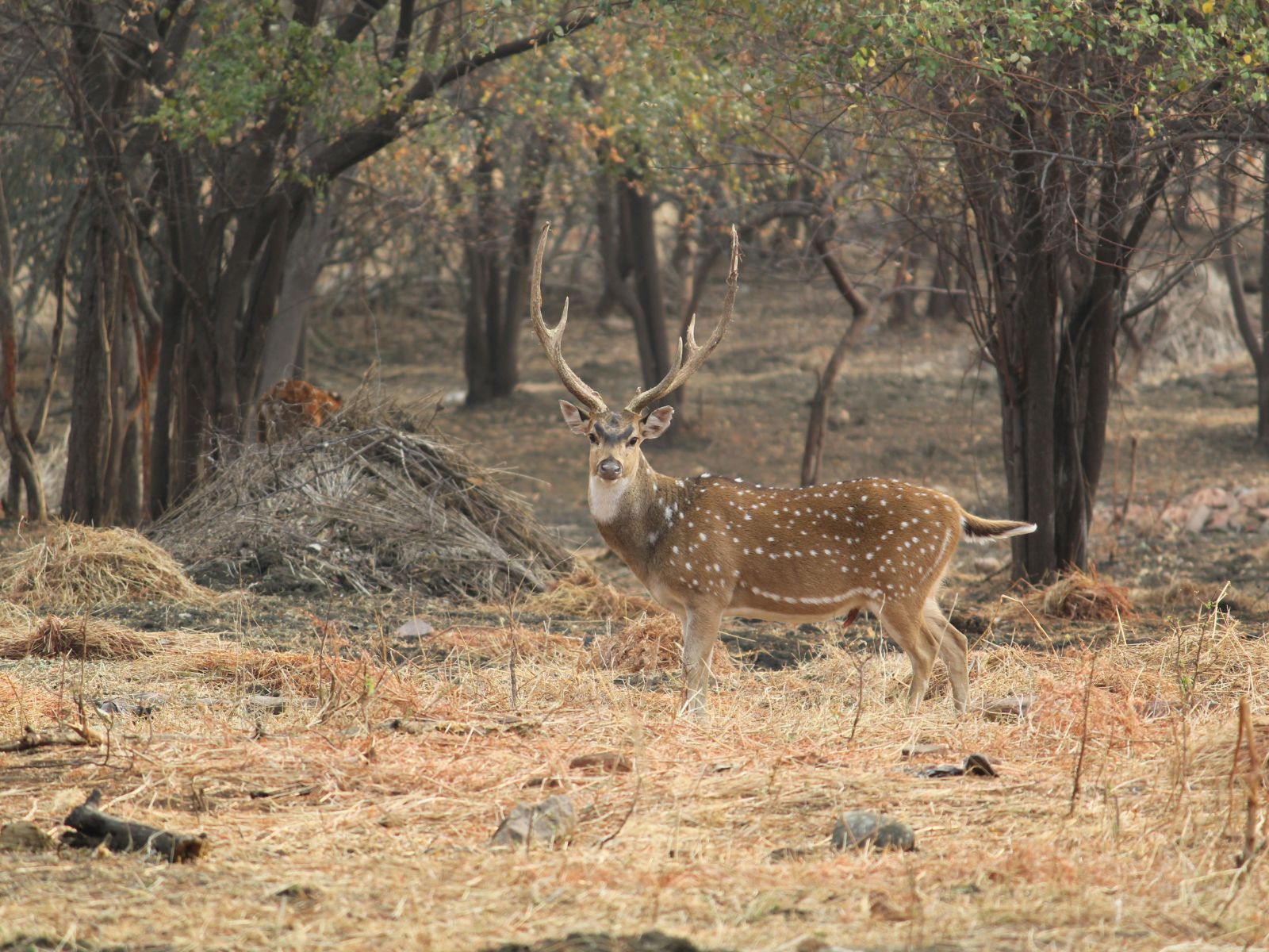 rondreis india tadoba national park hoogtepunt hert