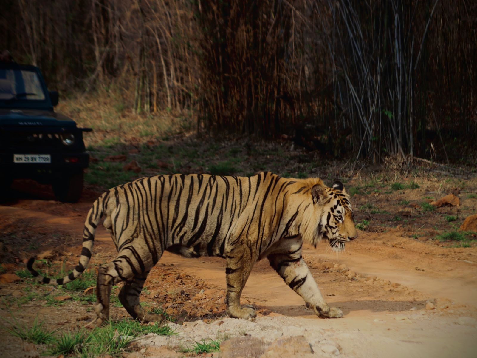 rondreis india tadoba national park hoogtepunt tijger oversteken