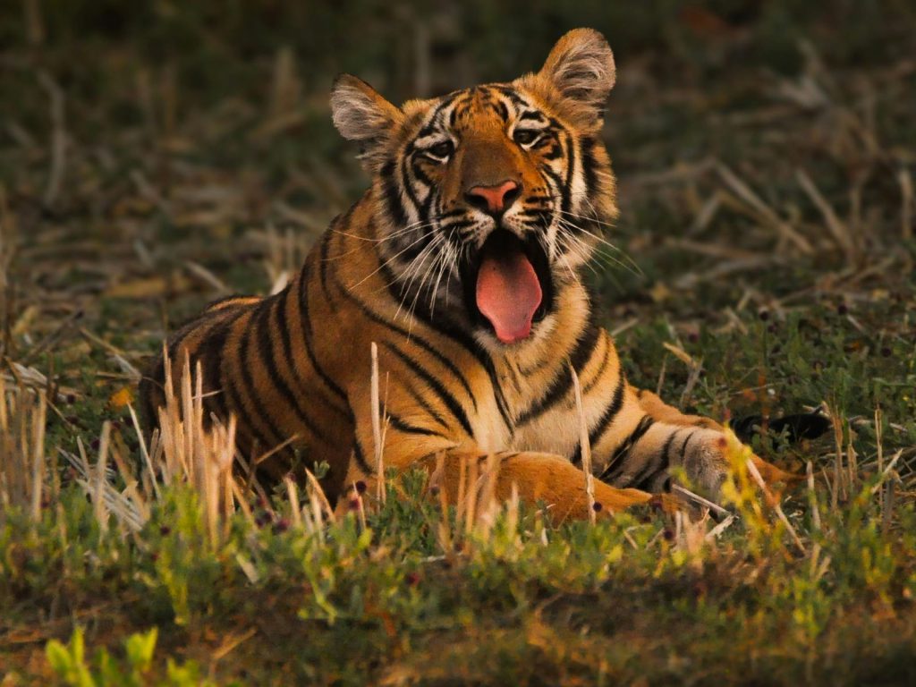 Tadoba National Park | Rama Tours