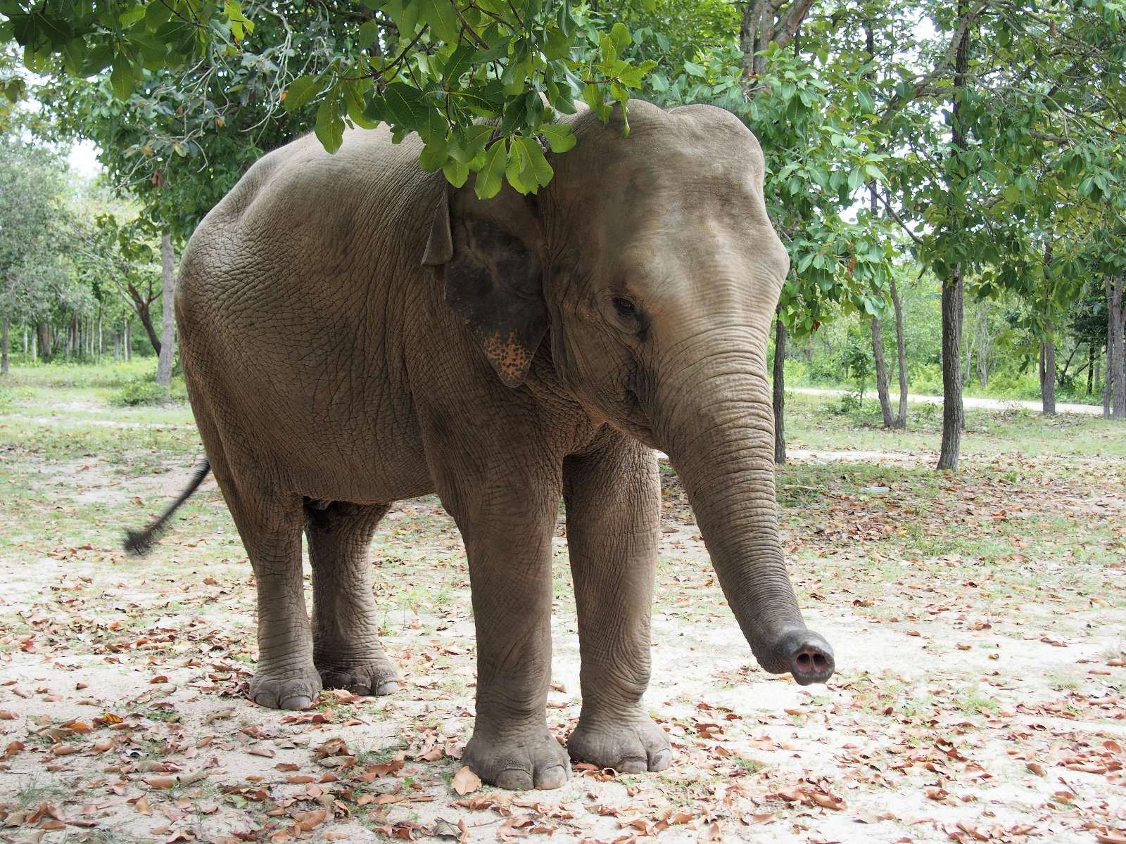 Cambodja, olifant