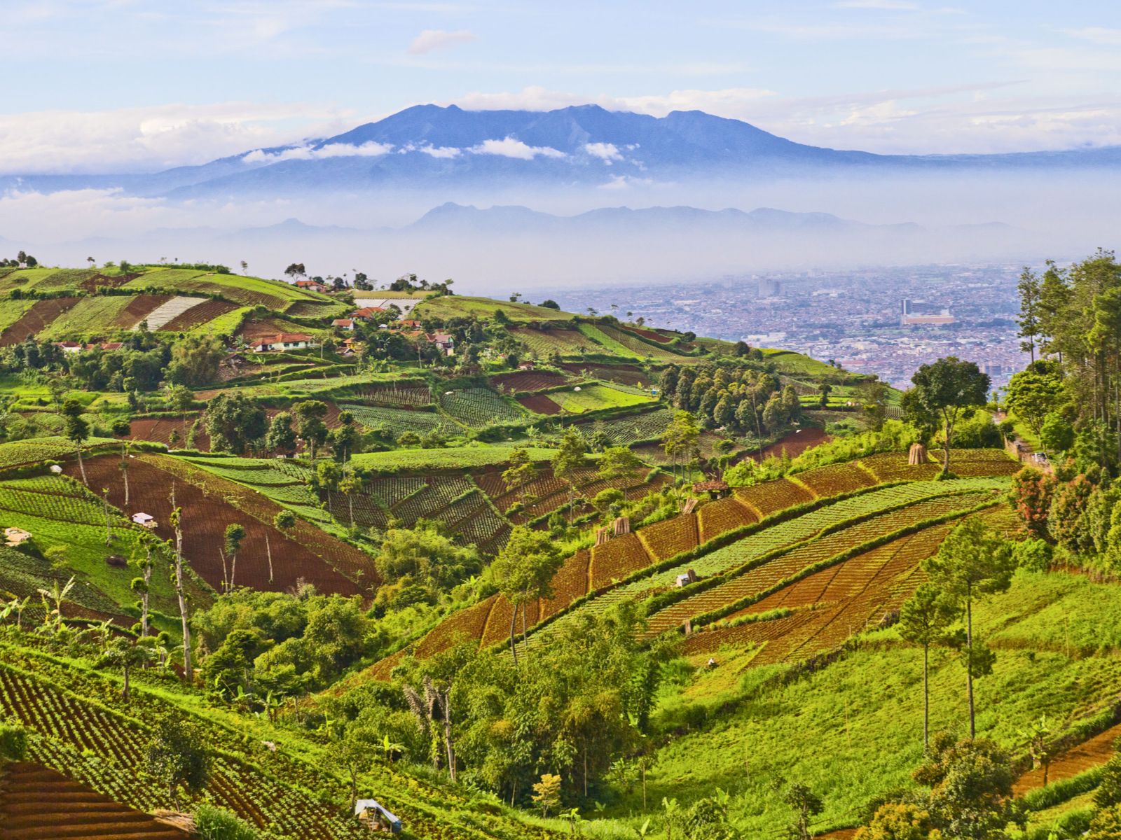 Rondreis Indonesië Bandung Blog, overzicht plantage