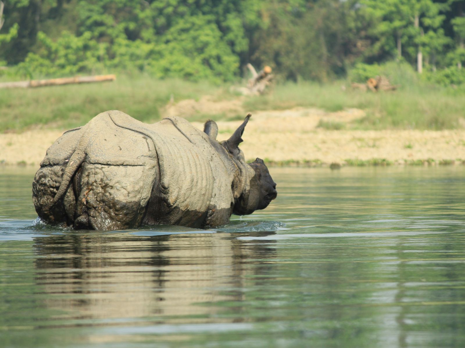 Rondreis Nepal, Chitwan National Park, Neushoorn in Chitwan National Park
