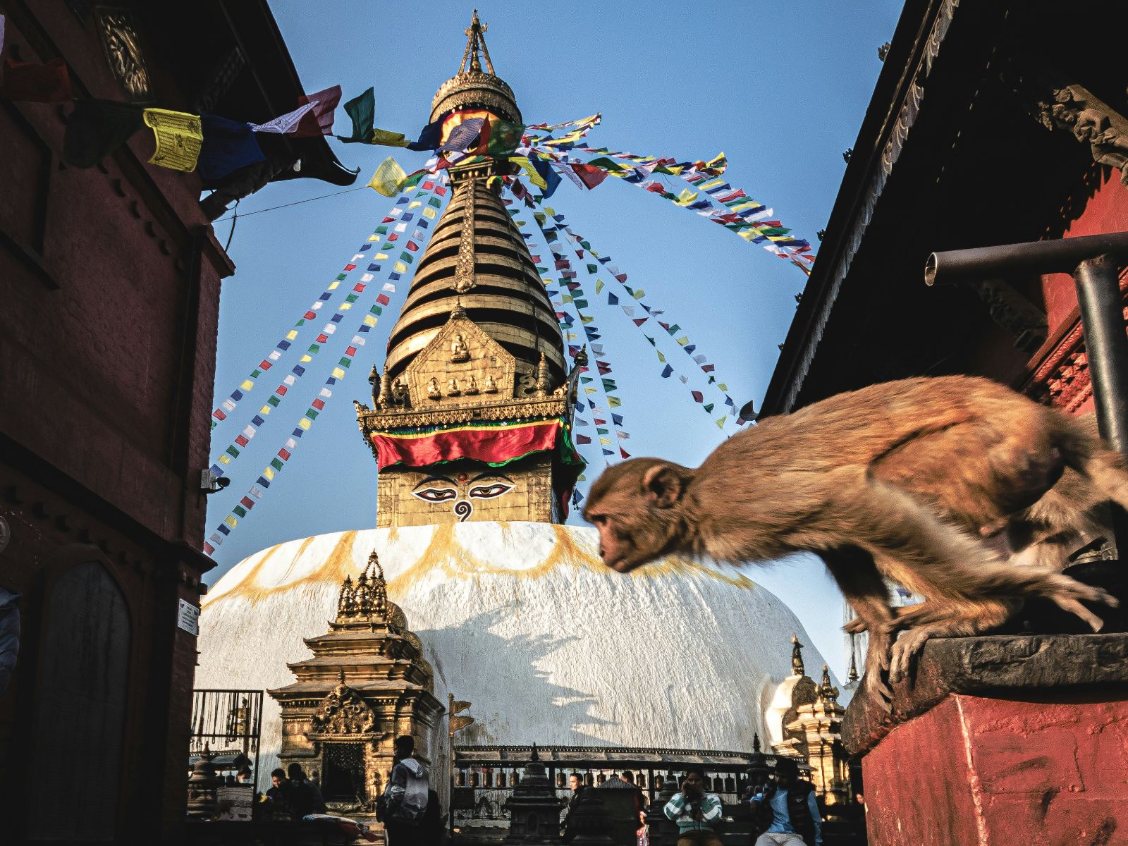 Rondreis Nepal, Kathmandu Vallei, Aapje bij de monkey temple