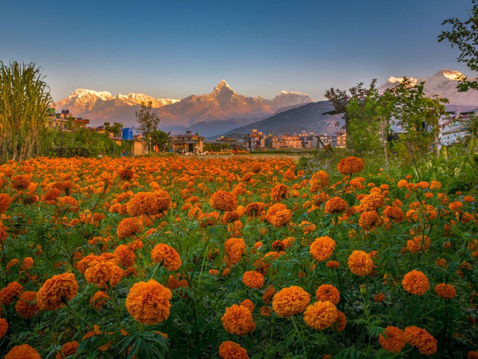 Rondreis Nepal, Pokhara, bloemenveld met stad op achtergrond