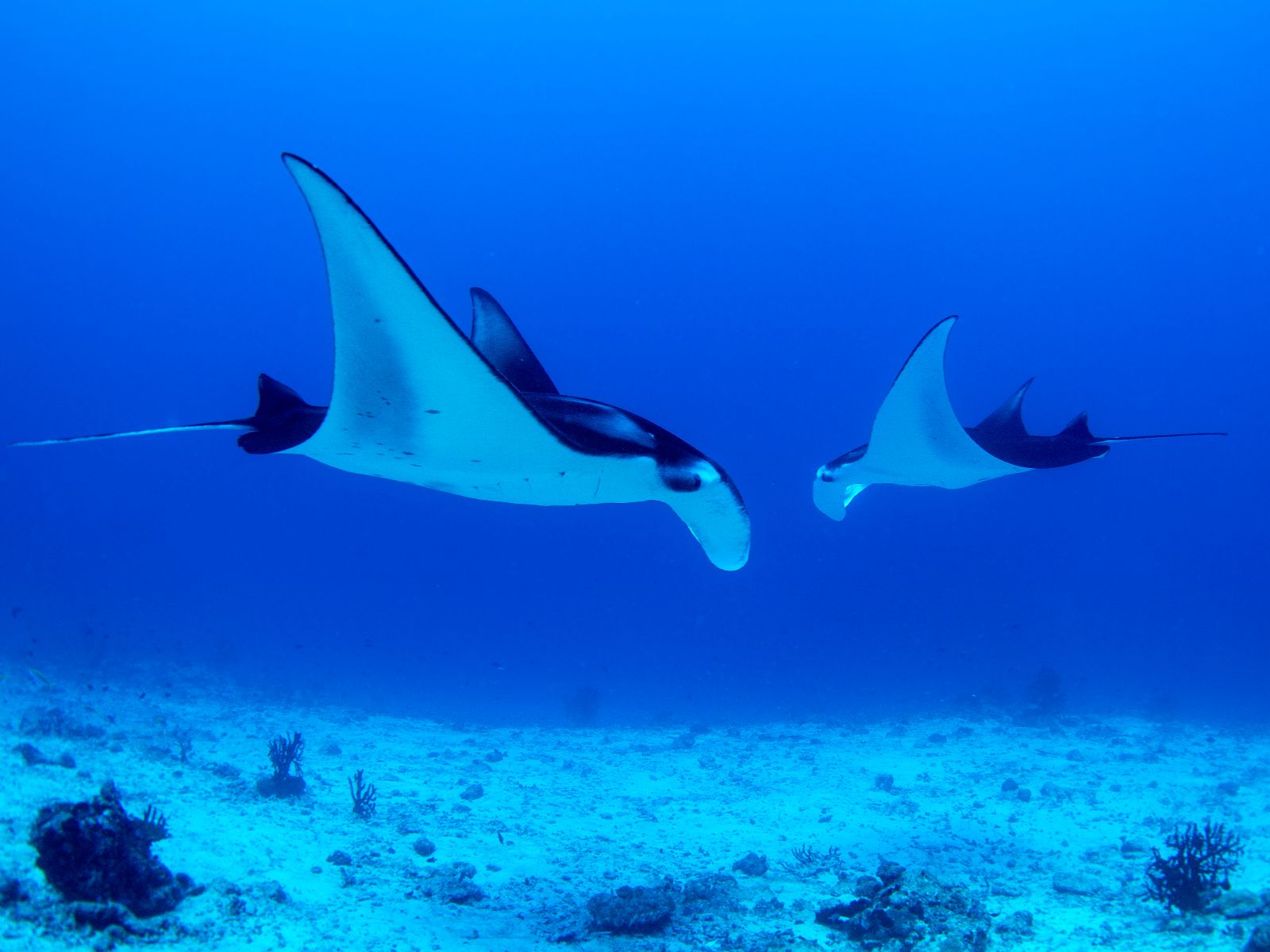 Rondreis Indonesië, Papua, Raja Ampat, Mantaroggen onderwater