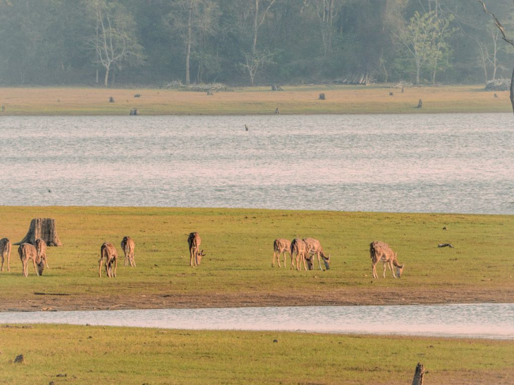 Nagarhole | Rama Tours