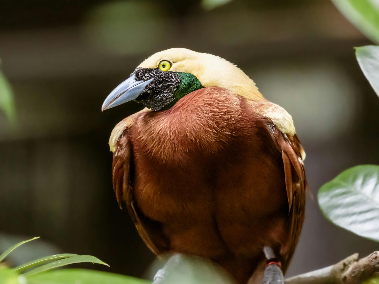 Rondreis Papua, Malasigi, Magnificent BOP