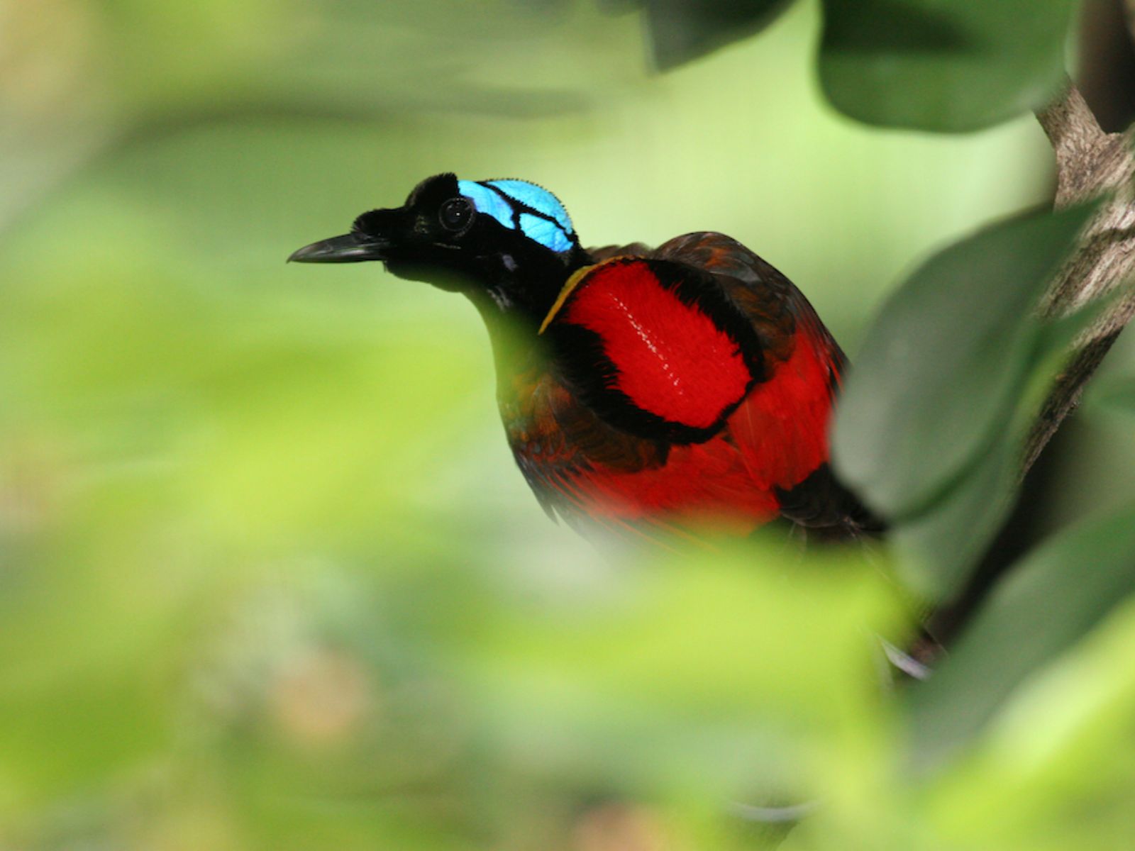 Rondreis Papua, Waigeo, Wilsons BOP