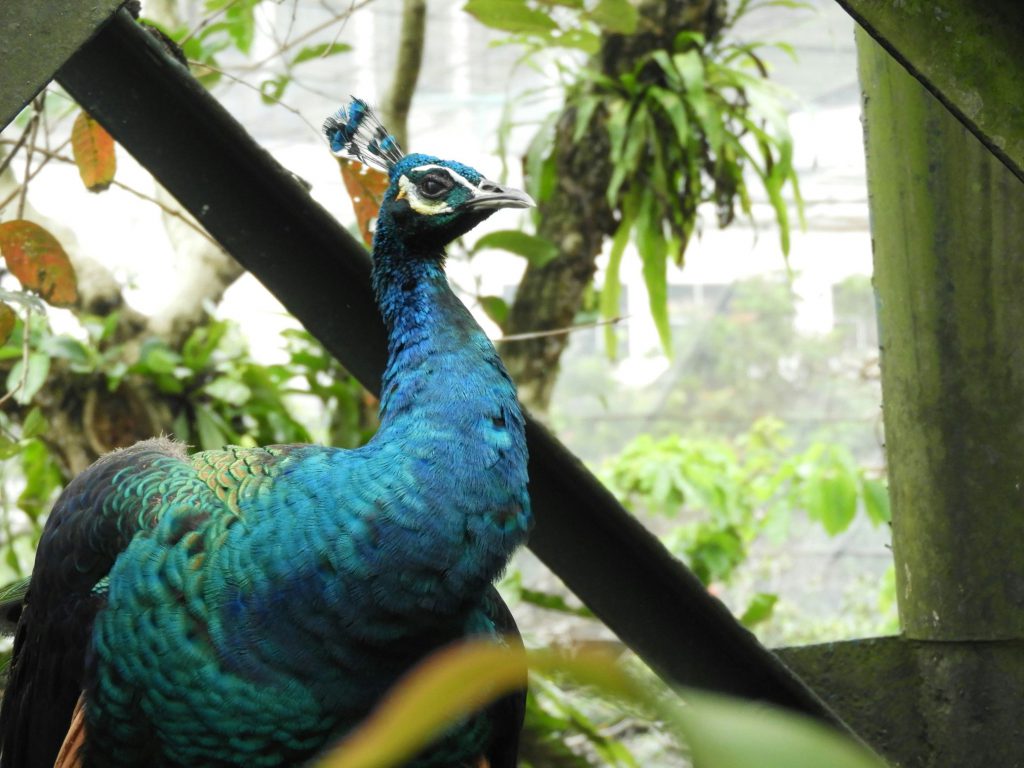 Rondreis Maleisië, Kuala Lumpur, Kuala Lumpur Bird Park, pauw