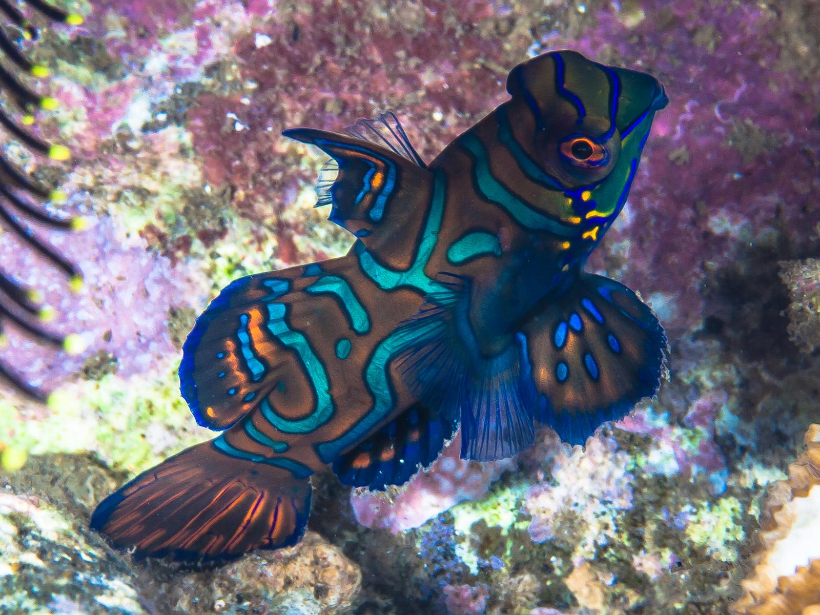 Rondreis Indonesië, Critter, vis, liveaboard