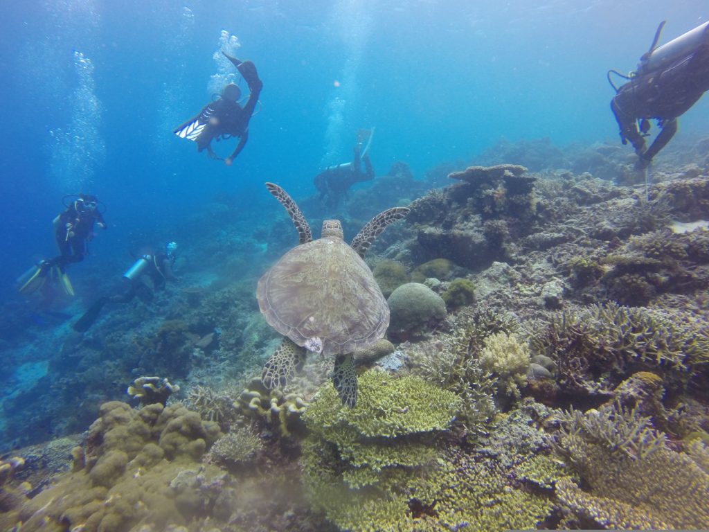 Rondreis Indonesië, Kalimantan, duikers bij koraalrif met schildpad