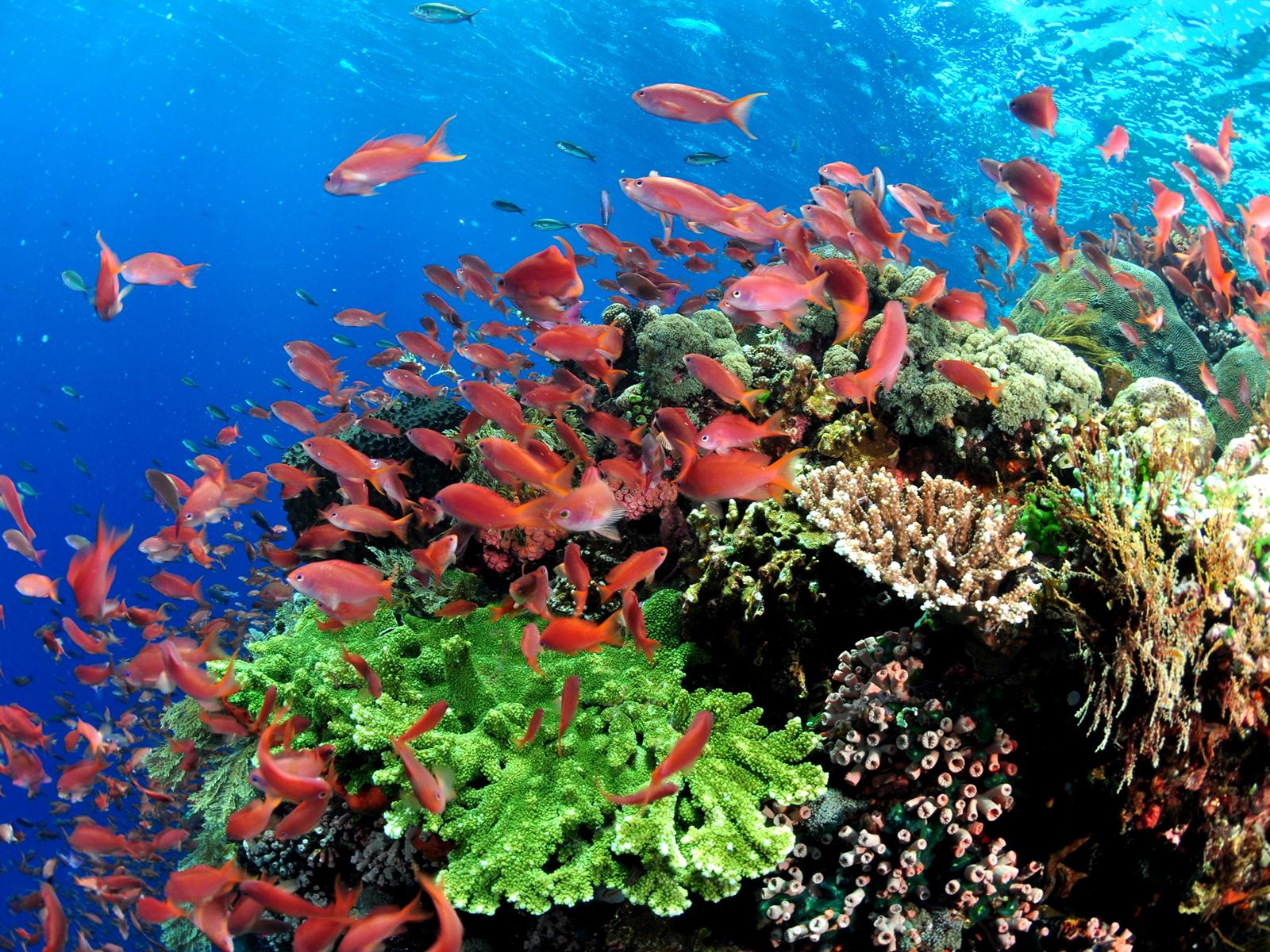 Rondreis Indonesië, Kleine Sunda eilanden, Alor, onderwater