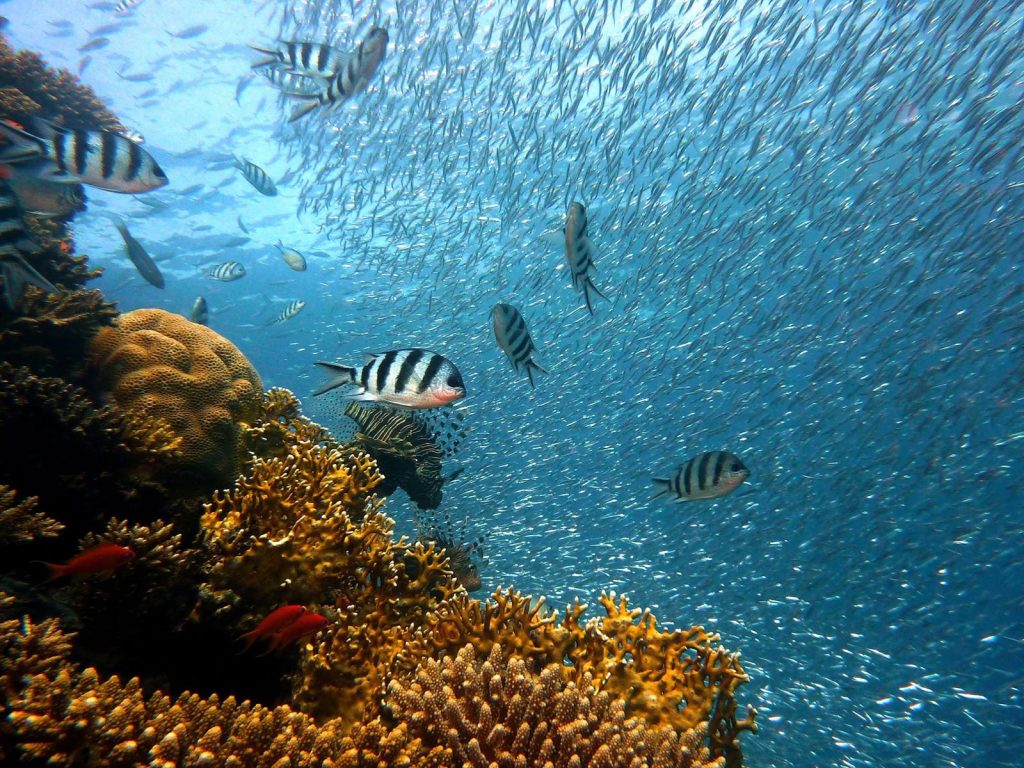 Rondreis Indonesië, Komodo eilanden, kleine vissen, duiken, liveaboard