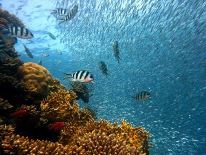Rondreis Indonesië, Komodo eilanden, kleine vissen, duiken, liveaboard