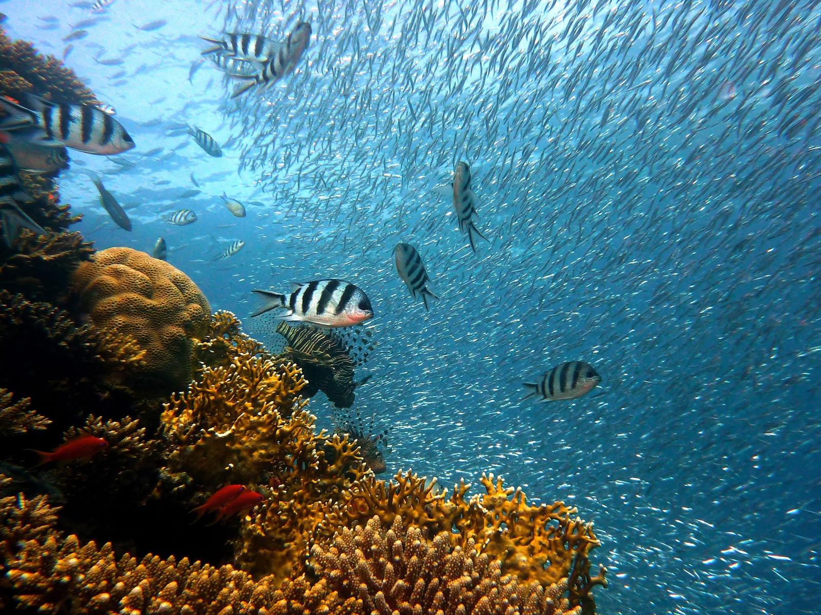 Rondreis Indonesië, Komodo eilanden, kleine vissen, duiken, liveaboard