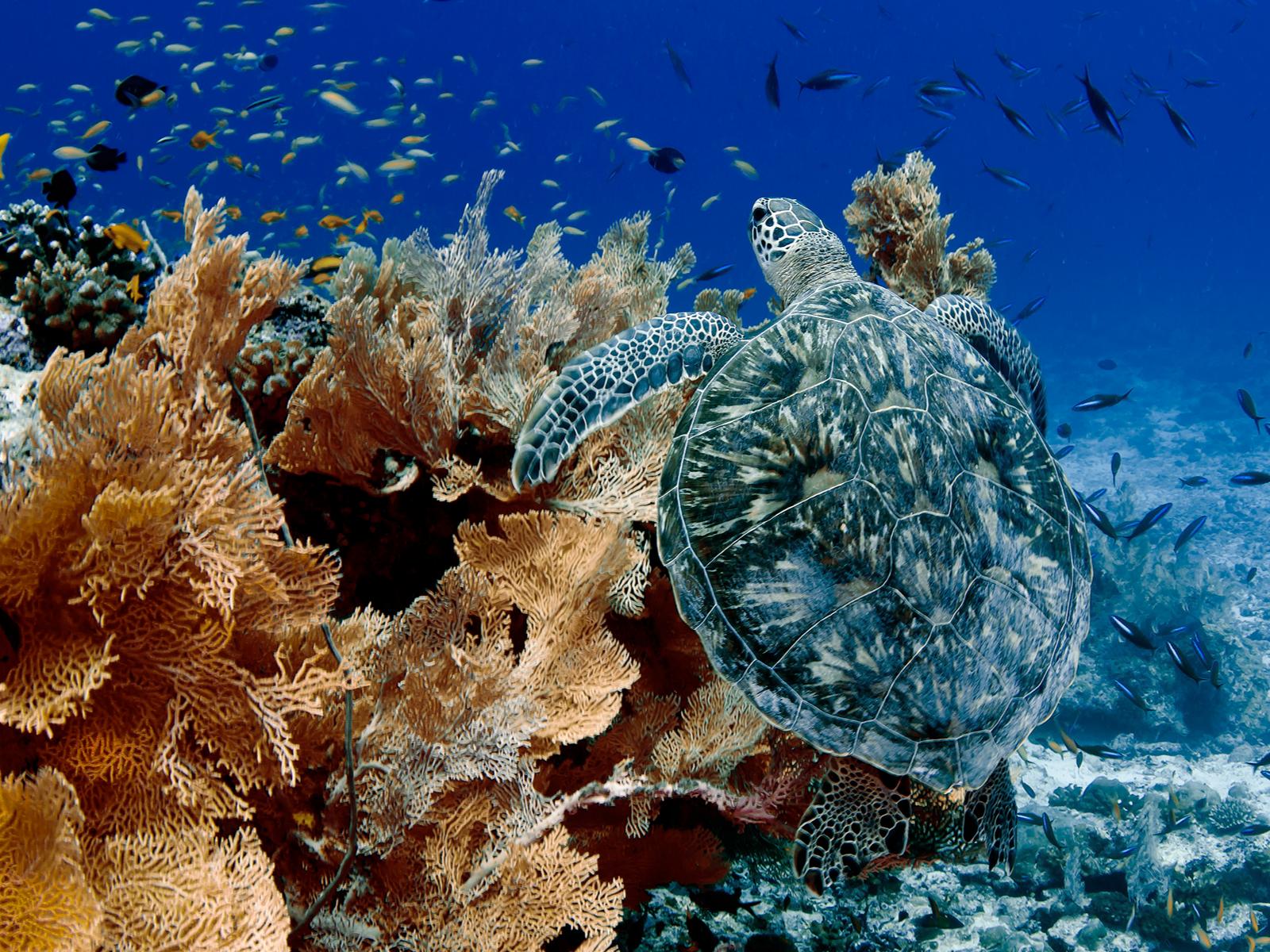 Rondreis Indonesië, Komodo eilanden, schildpad, duiken, liveaboard