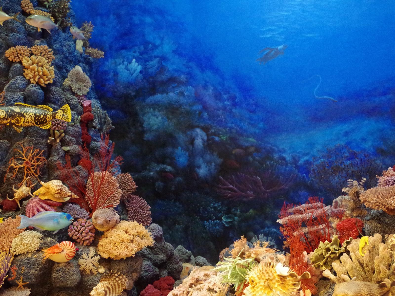 Rondreis Indonesië, Molukken, Wetar, onderwater, liveaboard