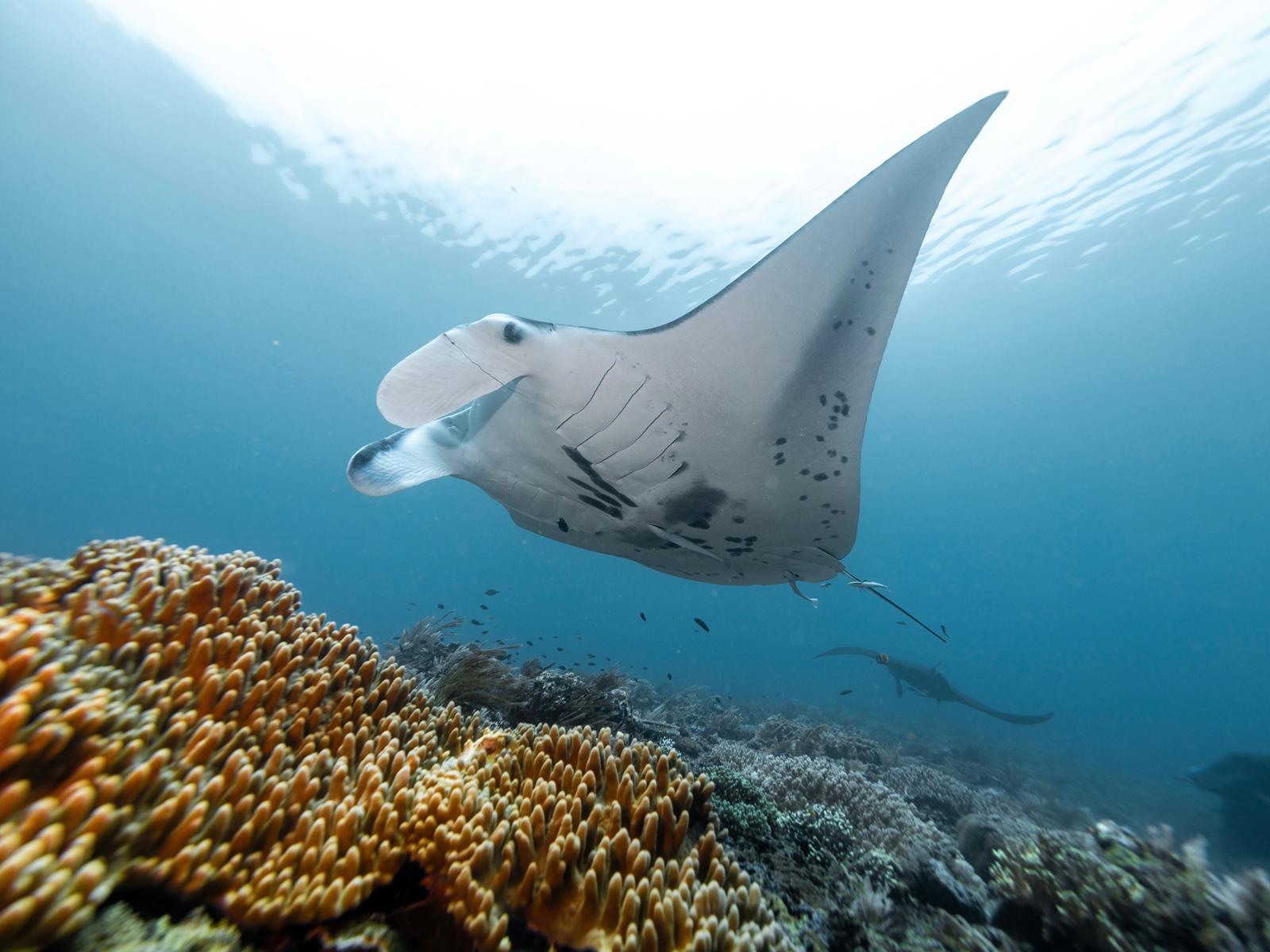 Rondreis Indonesië, Papua, Raja Ampat, manta, duiken, liveaboard