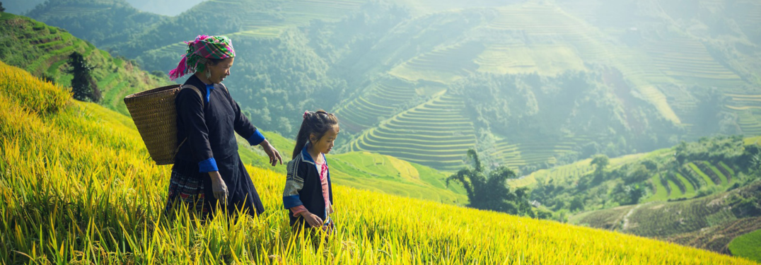 Rondreis Vietnam, Noord-Vietnam, Sapa, rijstvelden banner