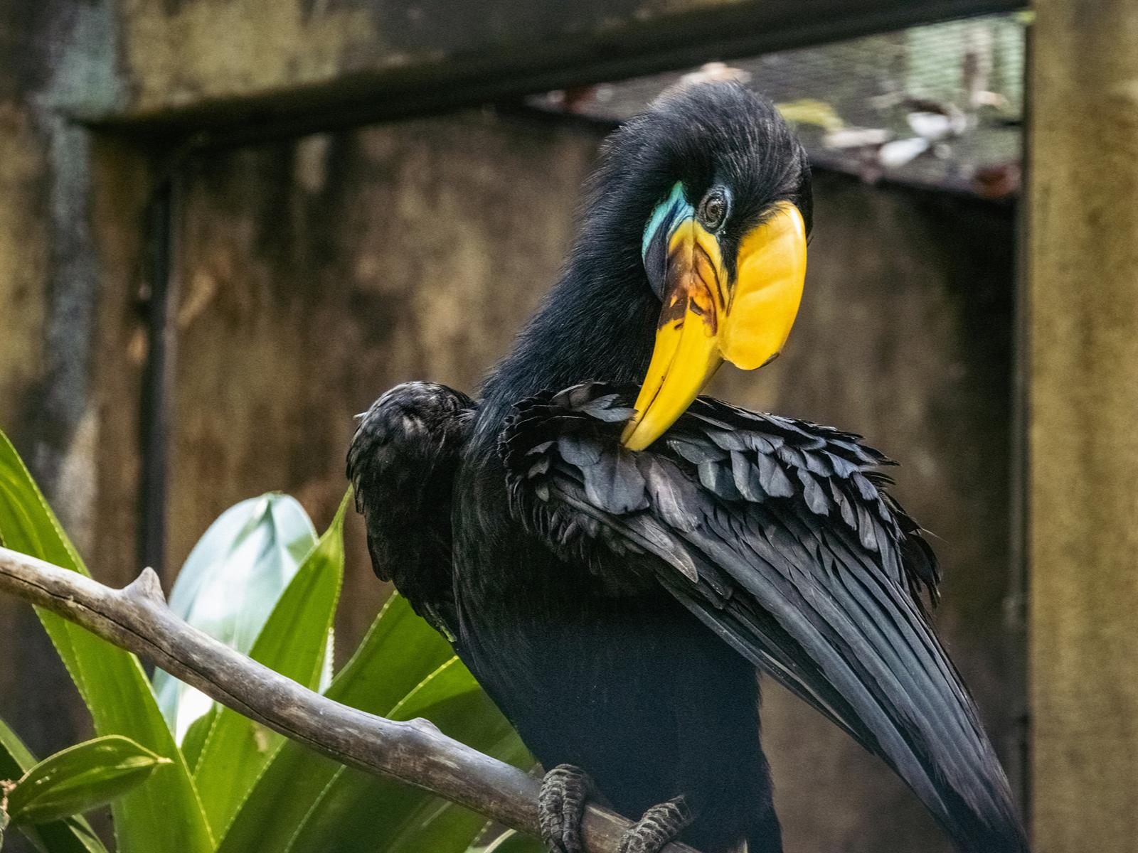 Rondreis Bali, Ubud, Bali Bird park, Wrinkled Hornbill bird
