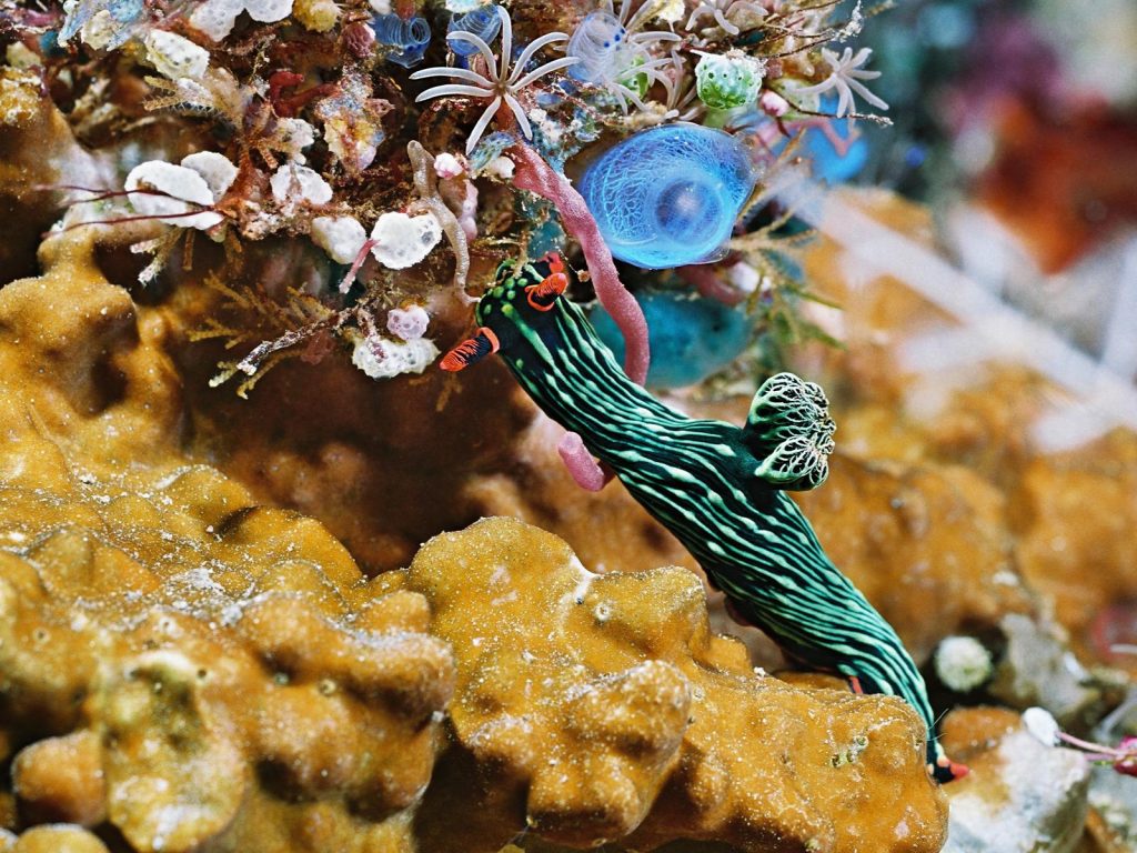 Rondreis Bali, duiken Ganga Divers, Merapi, onderwater