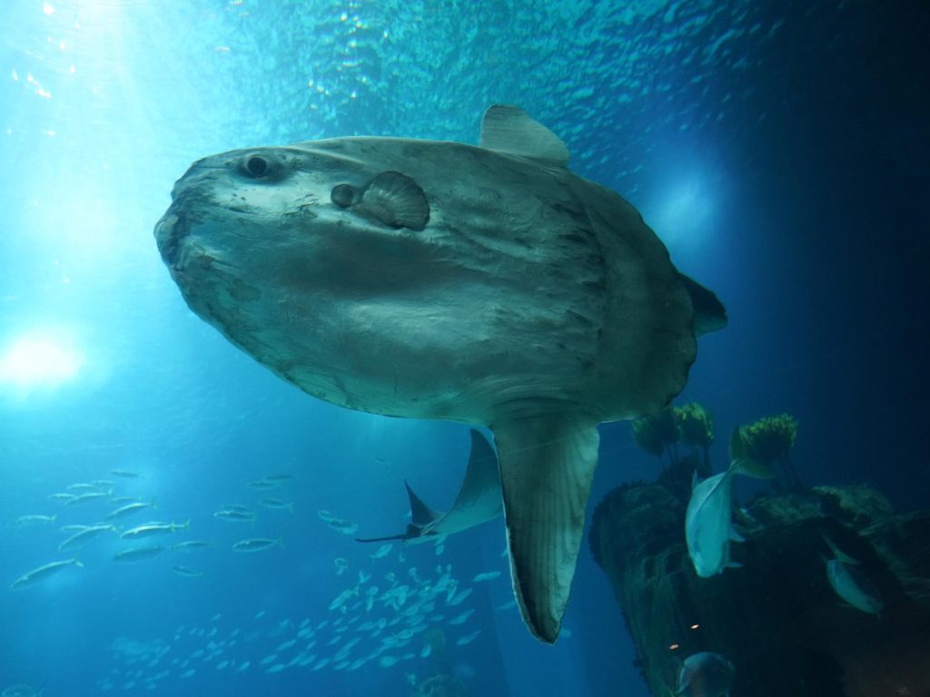 Rondreis Indonesië, Bali, Nusa Lembongan, mola mola