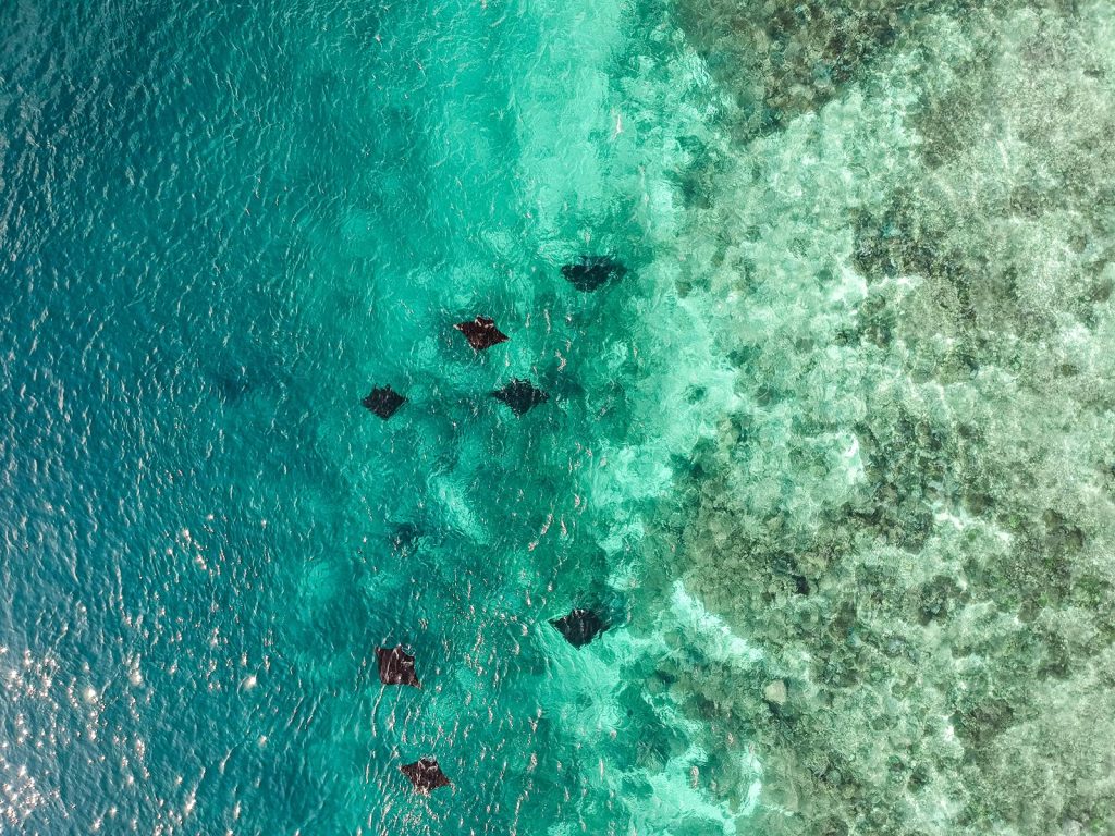 Rondreis Indonesië, Flores, Komodo eilanden, manta's voor kust Labuan Bajo