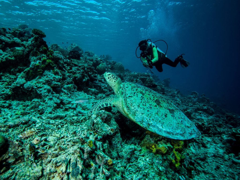 Rondreis Indonesië, Kalimantan, Derawan, groene zeeschildpad en duiker