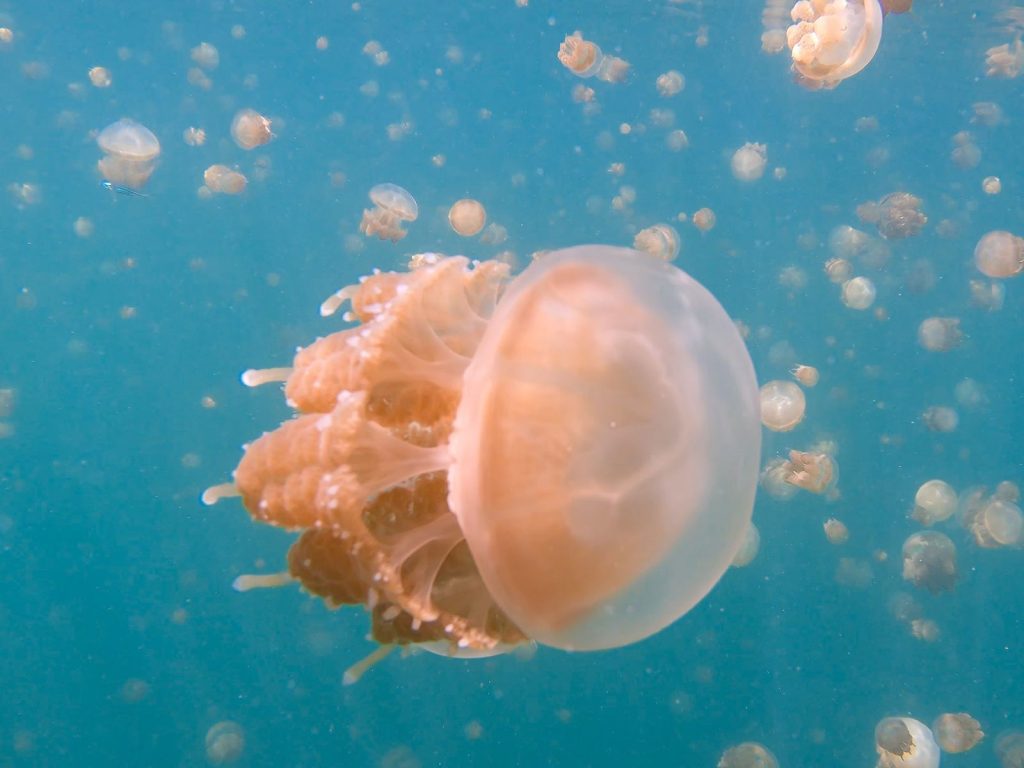 Rondreis Indonesië, Kalimantan, Kakaban Jellyfish Lake, kwallen