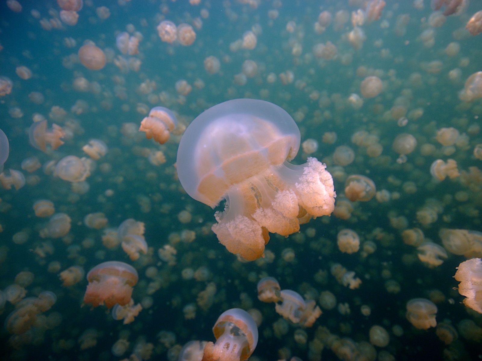 Rondreis Indonesië, Kalimantan, Kakaban Jellyfish Lake, niet-stekende kwallen