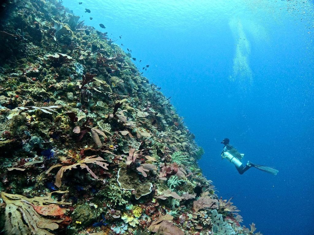 Rondreis Indonesië, Kleine Sunda eilanden, Alor, Tanapi Dive Resort, koraal, Merapi