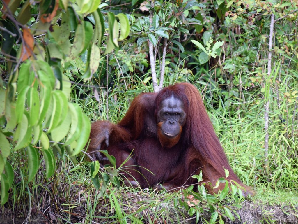 Kutai National Park | Rama Tours