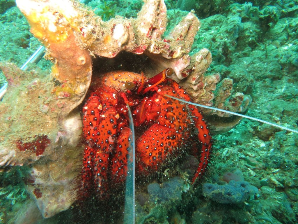 Rondreis-Indonesie-Molukken-Ambon-heremietkreeft-muck-diving-duiken