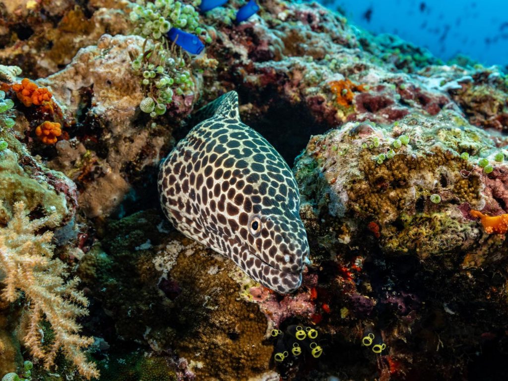 Rondreis Indonesië, Molukken, Banda eilanden, Batu Kapal, murene vis