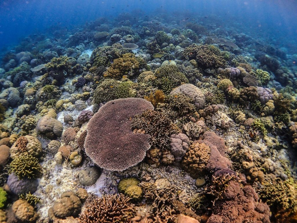 Rondreis Indonesië, Sulawesi, Wakatobi, maritiem park, duiken koraal