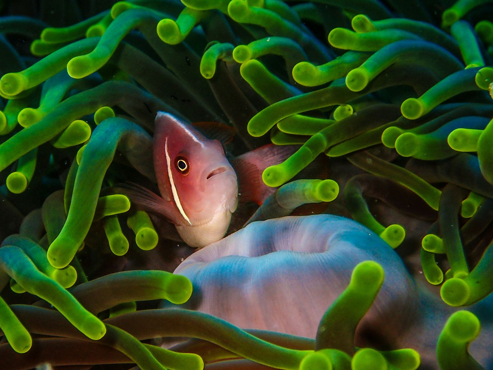 Rondreis Indonesië, Sulawesi, Wakatobi, maritiem park, vis tussen koraal duiken