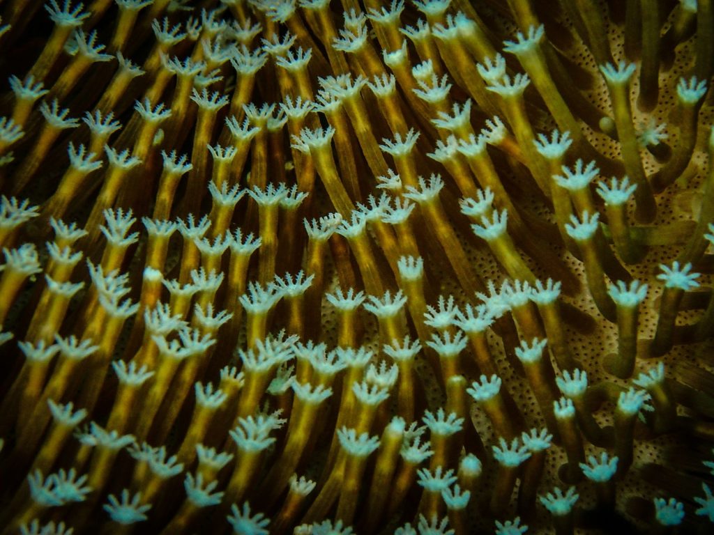 Rondreis Indonesië, Sulawesi, Wakatobi, maritiem park, zee-anemonen duiken