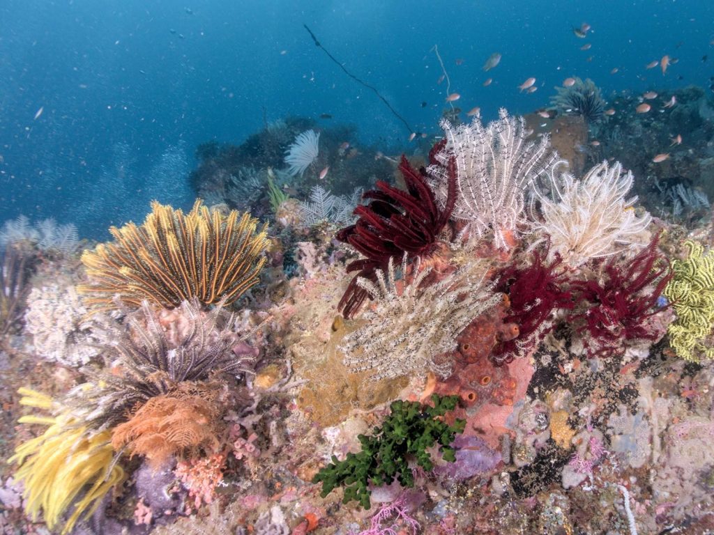 Rondreis Molukken, Ambon Dive Resort, duiken, koraal