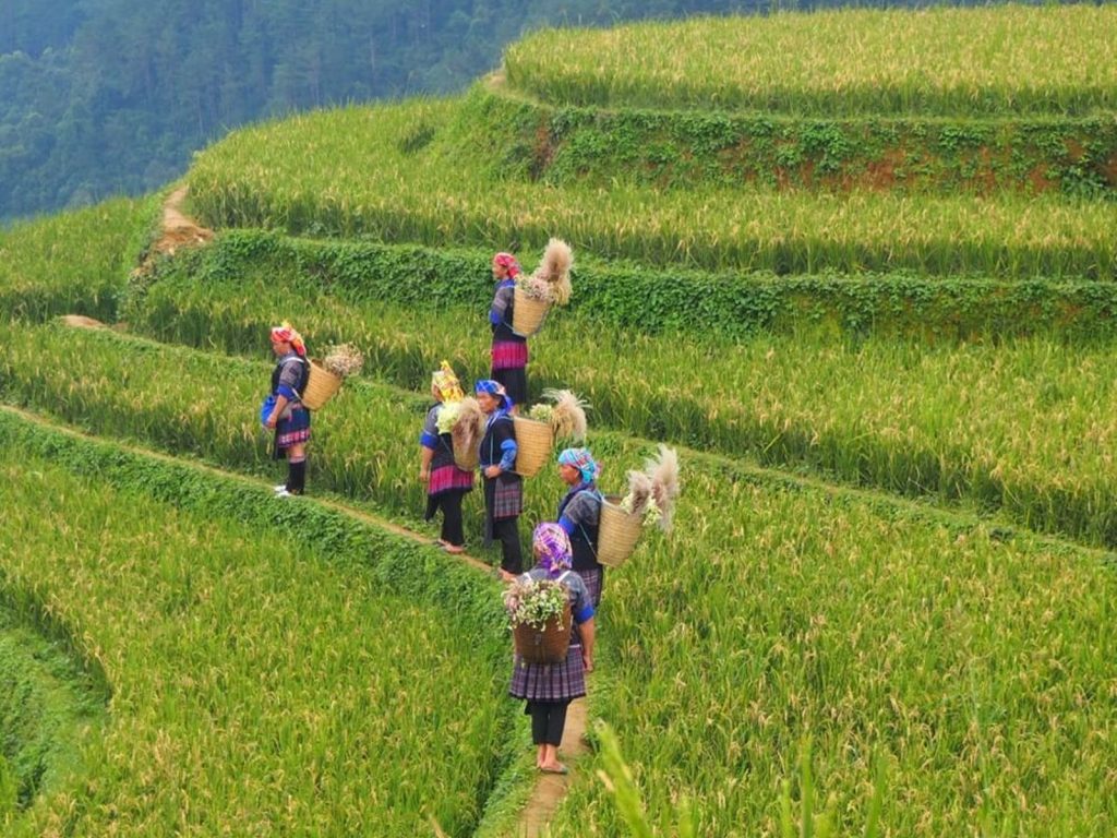 Reisspecialist Priscilla, Mu Cang Chai rijstvelden