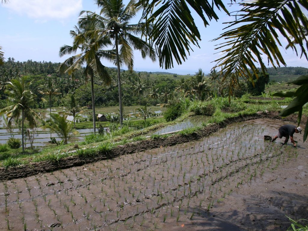 Reisspecialist Remco rijstvelden Bali
