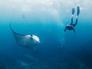 Rondreis Bali, Nusa Penida, mantarog, vrouwelijke freediver
