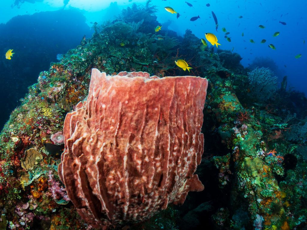 Rondreis Bali, Tulamben, USAT Liberty wreck, wrakduiken grote spons