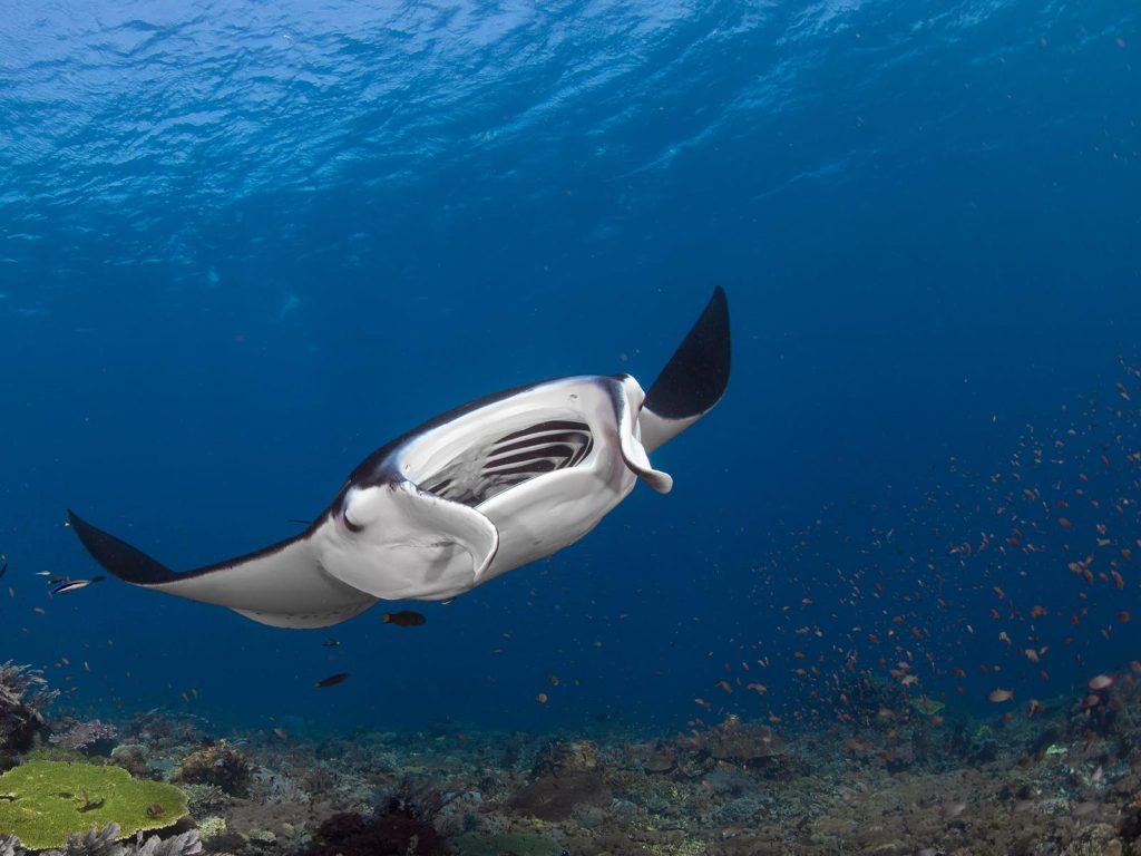 Rondreis Indonesië, Kleine Sunda eilanden, Komodo eilanden, mantarog