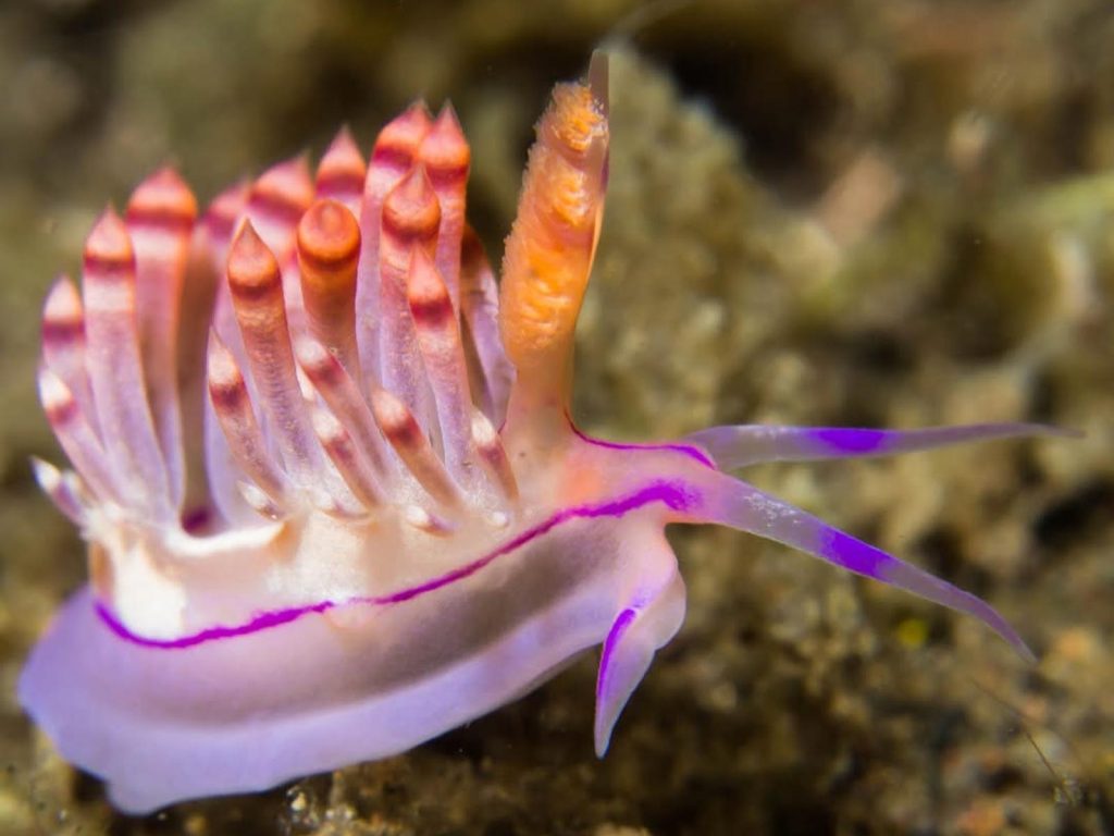 Rondreis Indonesië, Sumbawa, duiken Kalimaya