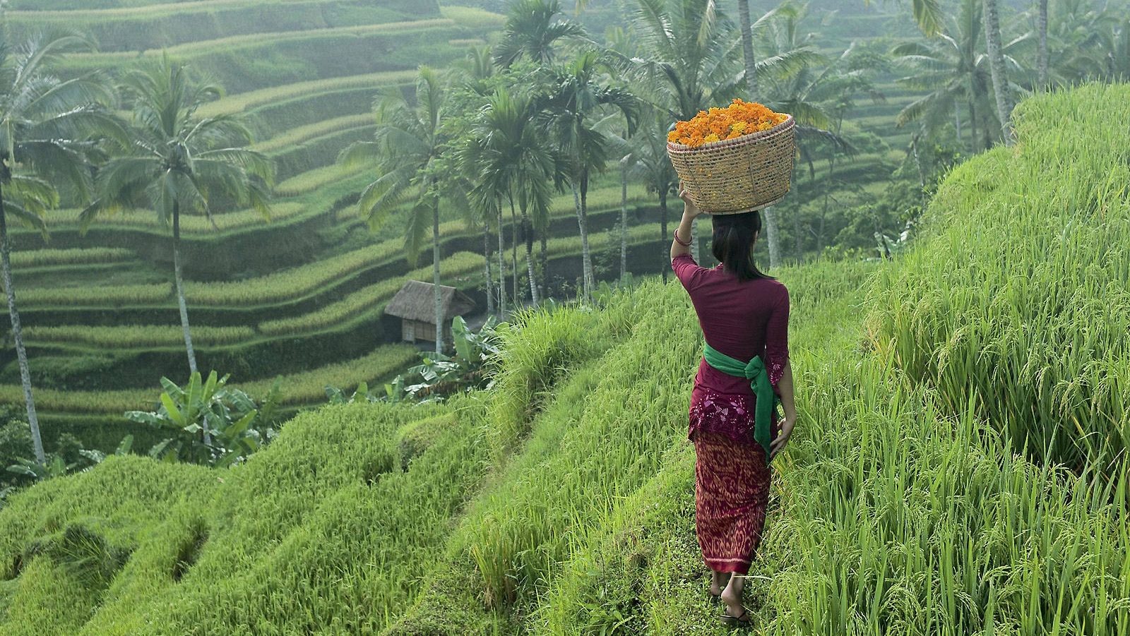rondreis-bali-belimbing-sawas-rijstvelden